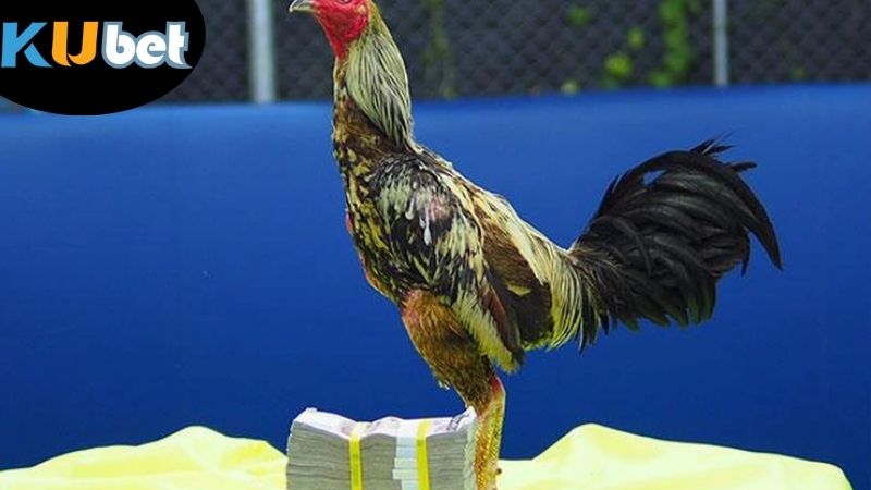 da-ga-kubet-cac-loai-hinh-thi-dau