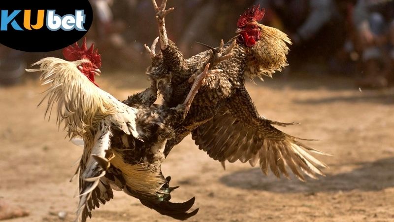 da-ga-kubet-huong-dan-quy-trinh