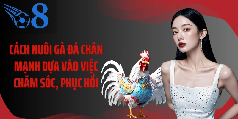 Cách nuôi gà đá chân mạnh dựa vào việc chăm sóc, phục hồi
